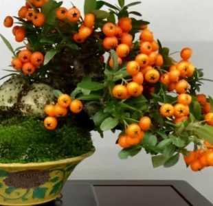 火棘盆景什么季节开花？