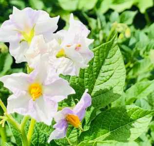 土豆什么季节开花最好看？