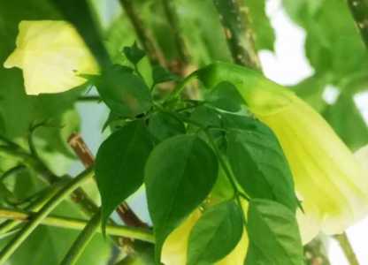 君迁子什么季节开花？