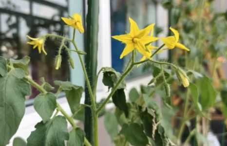小番茄在什么季节开花呢