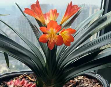 君子兰是什么季节开花