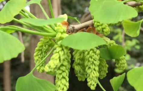银杏树在什么季节开花