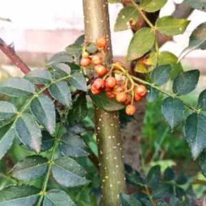 花椒树在什么季节开花？