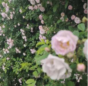 野蔷薇是什么季节开花的