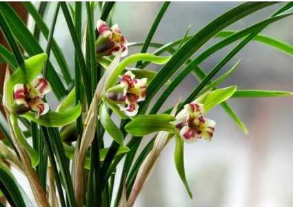 什么季节兰花会开花快?
