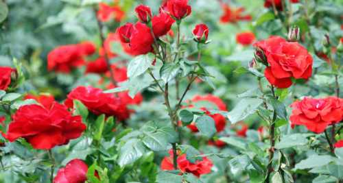 什么季节栽玫瑰开花最好