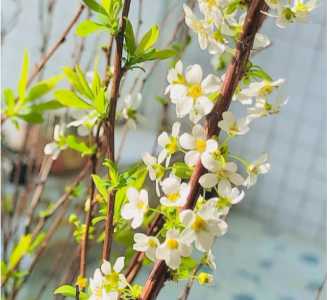 雪柳枝开花是什么季节