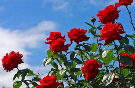 玫瑰花在什么季节开花