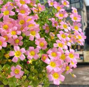 酢浆花什么季节开花？