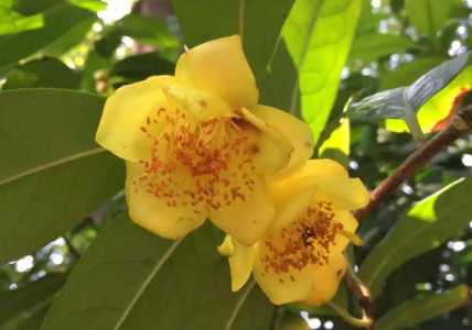 南宁金茶花什么季节开花