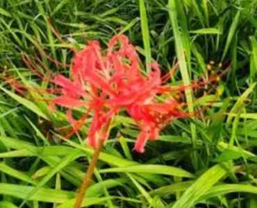 红花石蒜是什么季节开花？