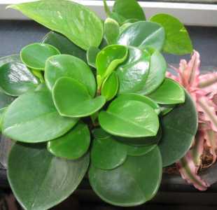 豆瓣绿盆栽什么季节开花？