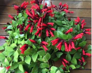 口红吊兰花什么季节开花