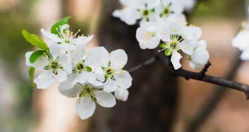 李子开花是什么季节