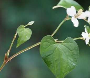 什么季节鱼腥草开花？