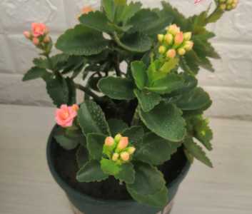 长寿花什么季节开花