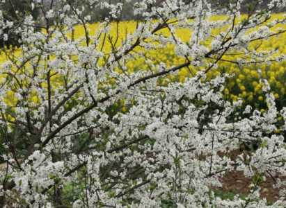 李子开花是什么季节的果实