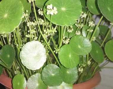 铜钱草是什么季节开花的