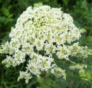 胡萝卜开花是什么季节的