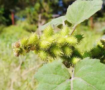 苍耳什么季节时候开花?