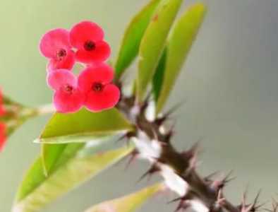 刺梅每年什么季节开花?