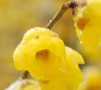 腊梅在北京什么季节开花?