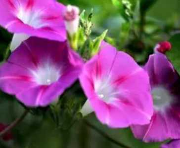 牵牛花 什么季节开花?