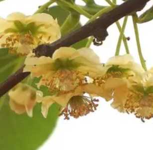 猕猴桃什么季节开花？