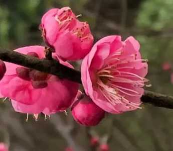 梅花树是什么季节开花？
