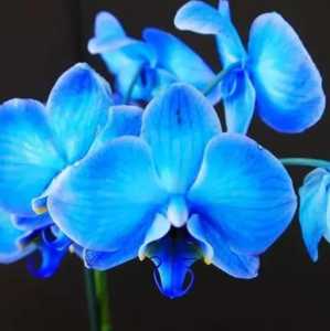 蝴蝶蓝在什么季节开花？