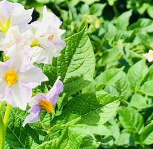 土豆什么季节开花最好吃？