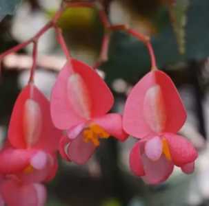 竹节海棠在什么季节开花？