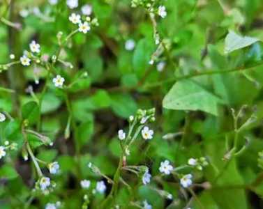 附地菜什么季节开花？
