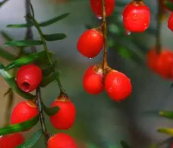 相思豆什么季节开花？