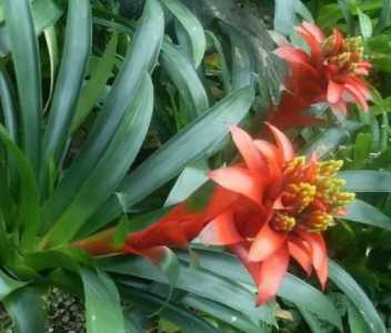 凤梨在什么季节开花？