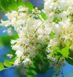 槐花在什么季节开花？