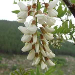 刺槐是在什么季节开花？