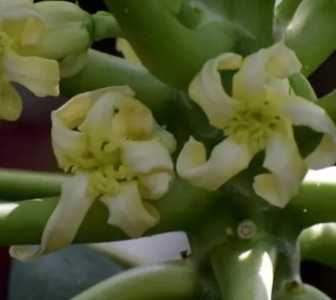 木瓜在什么季节开花的？