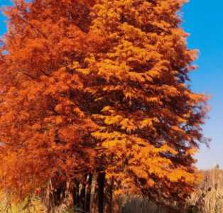 红杉树什么季节开花？