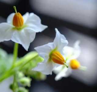 土豆什么季节开花最好呢？