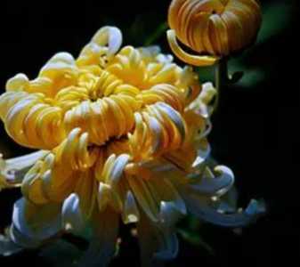 家里养花什么季节开花多?
