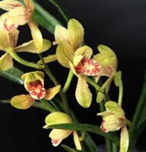 建兰是什么季节开花的？