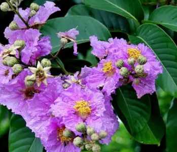 大叶紫薇什么季节开花？