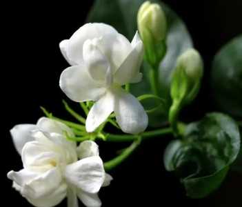 什么盆栽每个季节都开花？