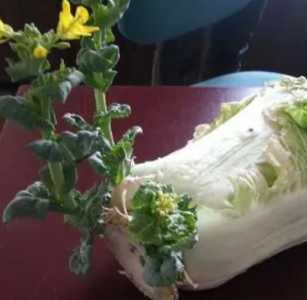 大白菜什么季节开花？