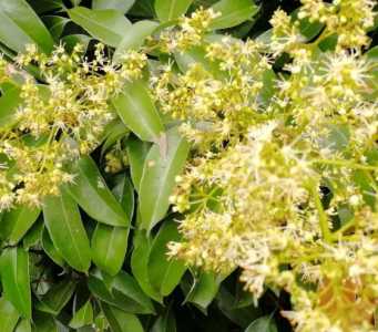 福建荔枝花什么季节开花？