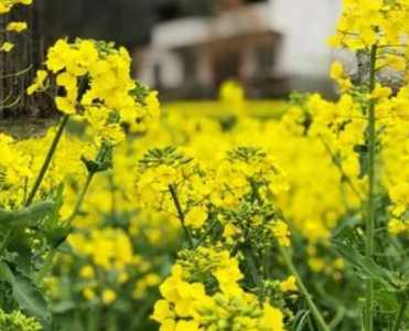 信阳油菜花什么季节开花？