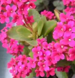 长寿花是什么季节开花？