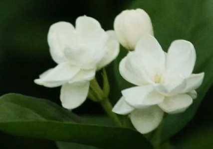茉莉花什么季节会开花?