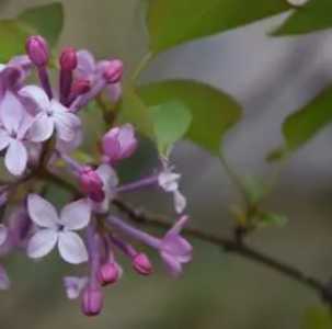 通辽丁香花什么季节开花？
